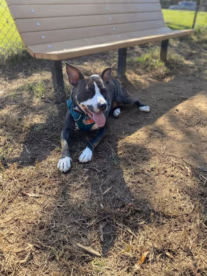 Phideaux Field Dog Park